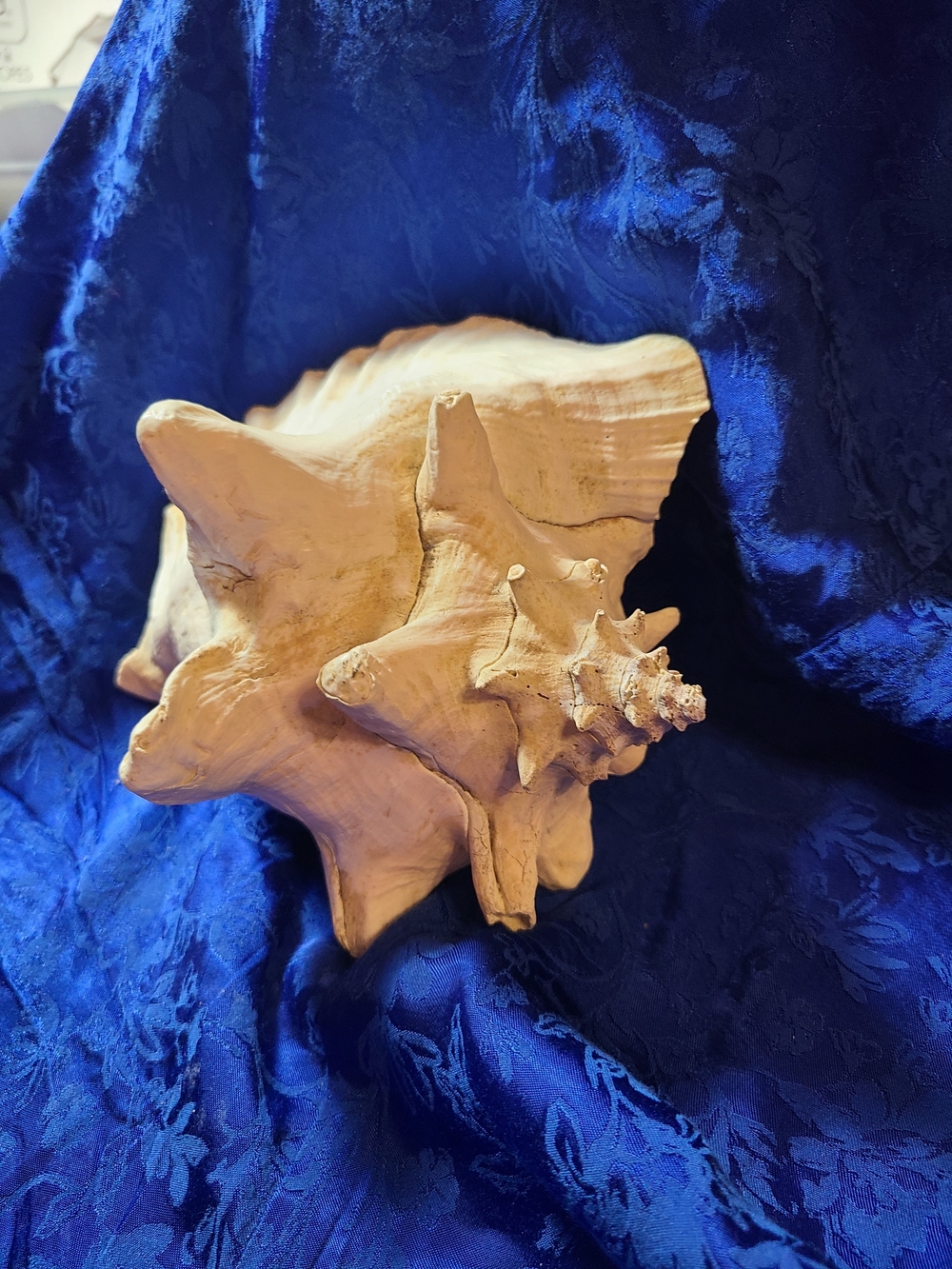 Vintage White Conch Shell Accent - Picture 7 of 9